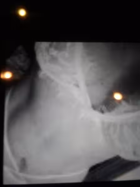 Escort Tammy in Chesapeake, VA